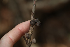 Eucalyptus eugenioides