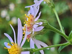 Symphyotrichum undulatum