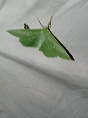 Geometra papilionaria