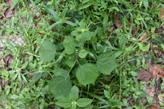 Triumfetta rhomboidea