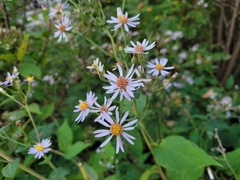 Symphyotrichum undulatum