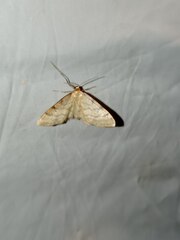Idaea humiliata