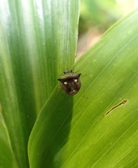 Eysarcoris guttigerus