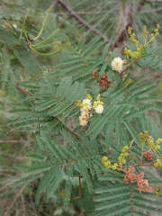 Acacia parvipinnula