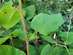 Symphyotrichum undulatum