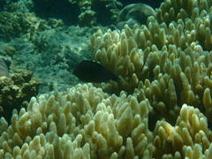 Halichoeres marginatus