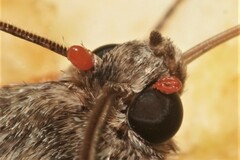 Trombidium breei
