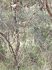 Pardalotus punctatus