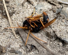 Cryptocheilus australis