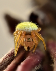 Araniella