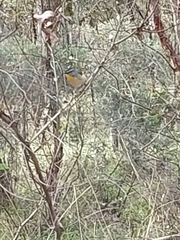 Pardalotus punctatus