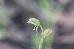 Pterostylis viriosa