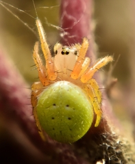 Araniella
