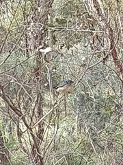 Pardalotus punctatus