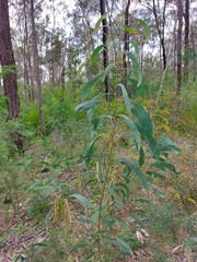 Acacia falcata