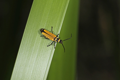 Chauliognathus flavipennis