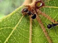 Pristomyrmex punctatus