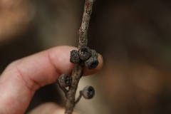 Eucalyptus eugenioides