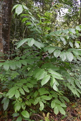 Spathodea campanulata