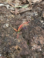 Chamaescilla corymbosa