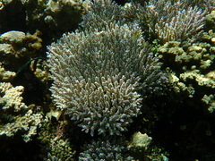 Acropora valida