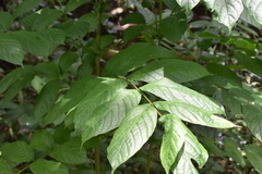 Spathodea campanulata