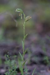 Pterostylis viriosa