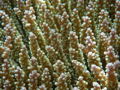 Acropora valida