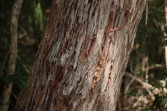 Eucalyptus eugenioides