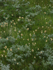 Eriophorum chamissonis