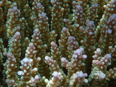Acropora valida