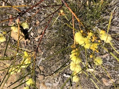 Acacia elongata