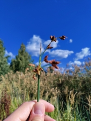 Schoenoplectus lacustris