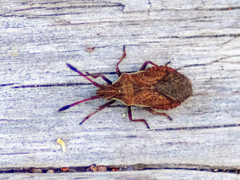 Ulmicola spinipes