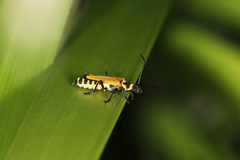 Chauliognathus flavipennis