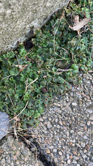 Marchantia polymorpha ruderalis