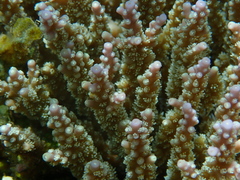 Acropora valida