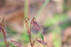 Cyrtostylis reniformis