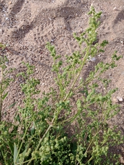 Chenopodium album pedunculare