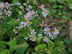Symphyotrichum undulatum