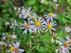 Symphyotrichum undulatum