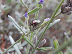 Chrysolina americana