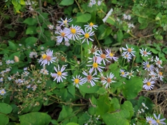 Symphyotrichum undulatum