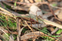 Cyrtostylis reniformis