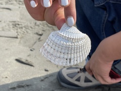 Clinocardium nuttallii