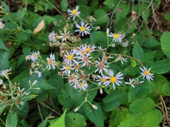 Symphyotrichum undulatum