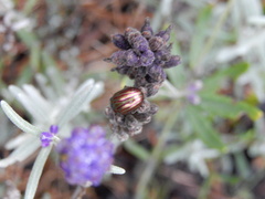 Chrysolina americana