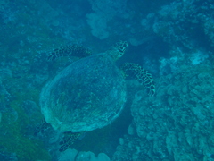 Eretmochelys imbricata
