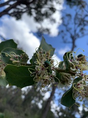 Hakea prostrata