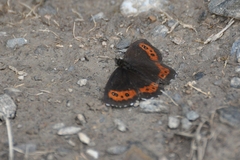 Erebia ligea